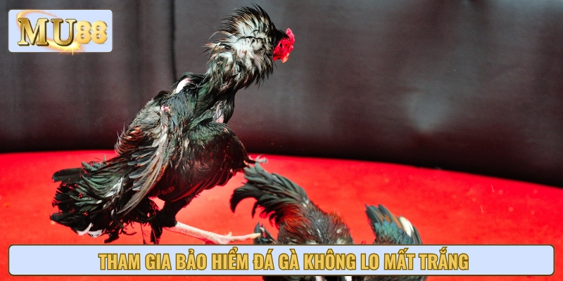Giới thiệu chính sách bảo hiểm đá gà và lý do nên tham gia